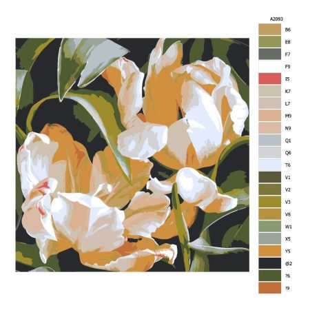 Návod pro malování podle čísel Dva okrakrasné tulipány v odkvětu